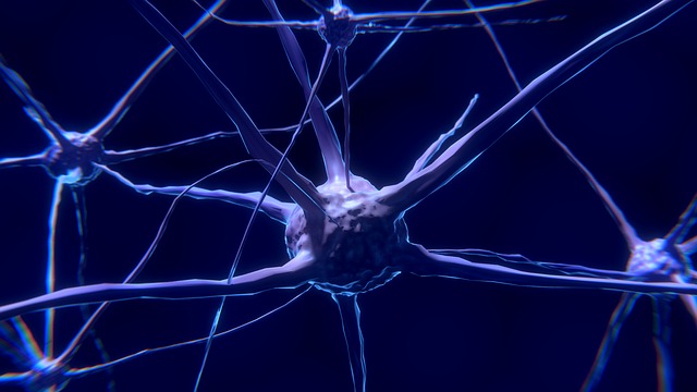 Neuroanatomie